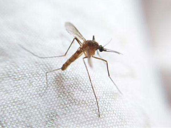 灭蚊子防治