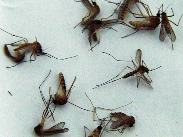 成华区灭蚊子防治公司