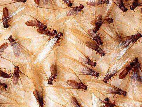 新都区灭蚂蚁防治公司